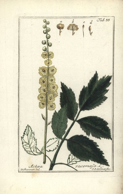 Cimicifuga Cimicifuga racemosa tai musta cohosh, Actaea racemosa (actee a grappe) tekijältä Unbekannt