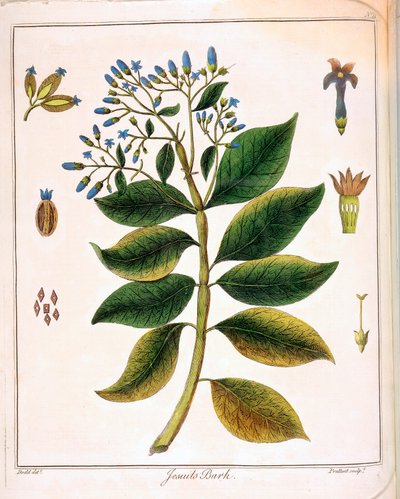 Cinchona Jesuiitat tai Perun Bark 1795 tekijältä Unbekannt