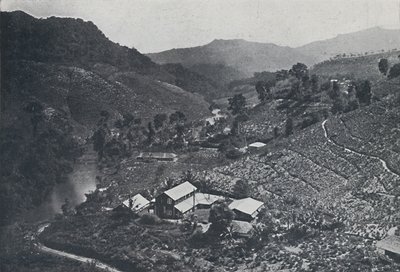 Sinhalese Tea Plantation, 1924 tekijältä Unbekannt