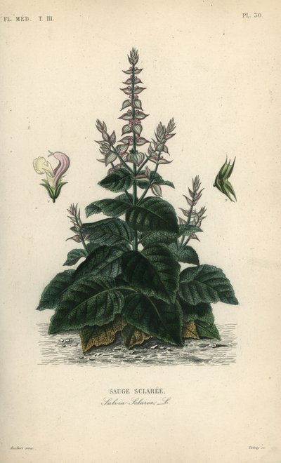 Clary salvia, Salvia sclarea, Sauge sclaree tekijältä Unbekannt