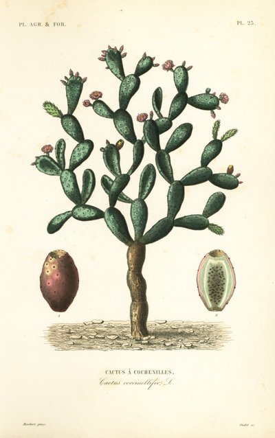 Kokinillikaktus, Nopalea cochenillifera, Opuntia cochenillifera, Cactus cochenillifer, Cactus coccinellifer, Cactus a cochenilles tekijältä Unbekannt