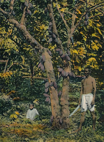 Kaakao täydessä laakerissa, Trinidad ja Tobago, 1914. tekijältä Unbekannt