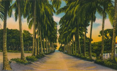Coconut Avenue, Barranquilla, 1940-luku, tekijältä Unbekannt