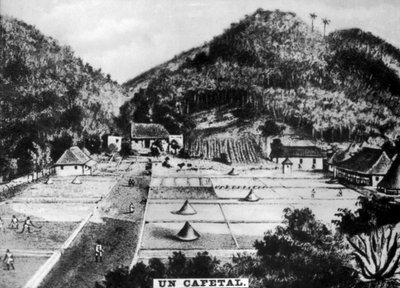 Kahviviljelmä, Kuuba, 1768 c1910 tekijältä Unbekannt