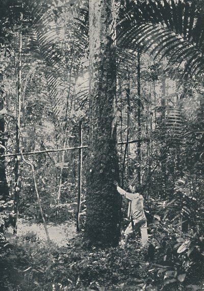 Keräilykumia, 1916 tekijältä Unbekannt