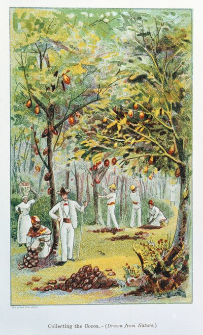 Kaakaon kerääminen, Venezuela, 1892 tekijältä Unbekannt