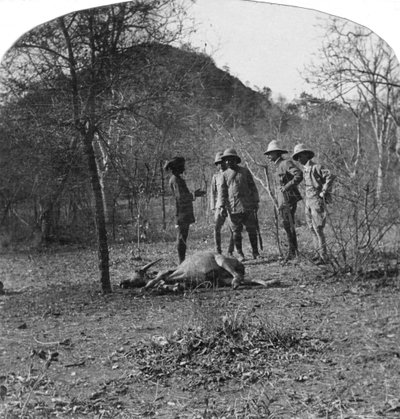 Eversti Afsurul Mulk tiikerinmetsästyksellä, Intia, 1900-luku tekijältä Unbekannt