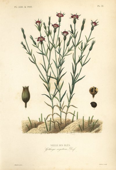 Maissisimpukka, Agrostemma githago, Githago segetum, Nielle des bles, L:n käsinvärinen teräskaiverrus tekijältä Unbekannt