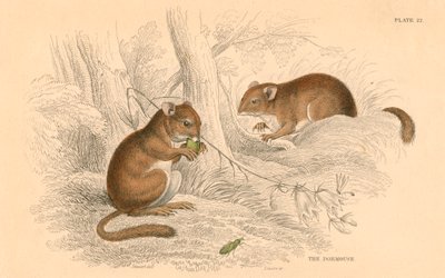 Tavallinen makuuhiiri Muscardinus arvellanarius, talvehtiva jyrsijä, 1828 tekijältä Unbekannt