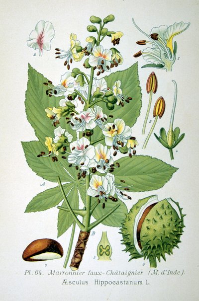 Hevoskastanja, 1893 tekijältä Unbekannt