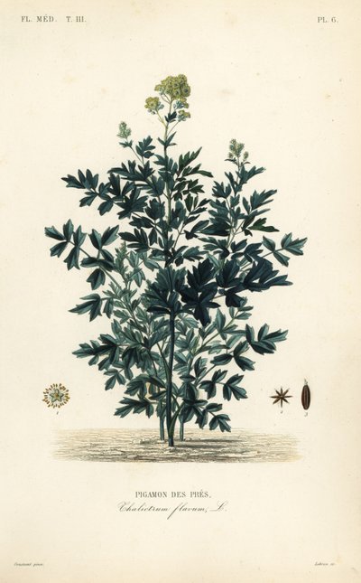 Tavallinen niitty rue, Thalictrum flavum, Pigamon des pres tekijältä Unbekannt