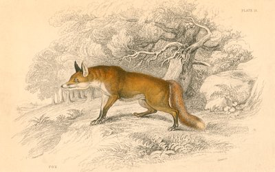Tavallinen tai punakettu Vulpes vulpes, 1828 tekijältä Unbekannt