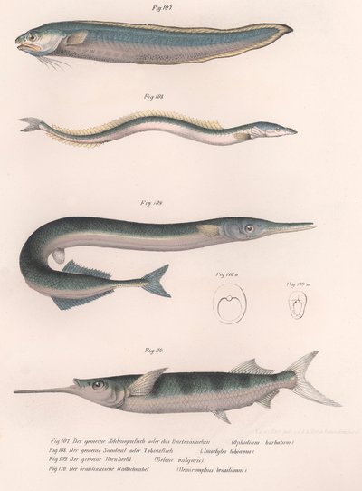 Tavallinen käärmekala. Tavallinen tuulenkala. Tavallinen Hornhecht. Brasilialainen puolinokka, noin 1850-luku tekijältä Unbekannt