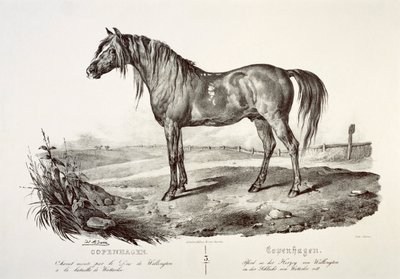 Kööpenhamina, Wellingtonin herttuan hevonen, 1800-luku tekijältä Unbekannt