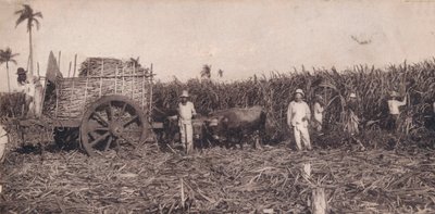 Corte de Canna. - Sokeriruo