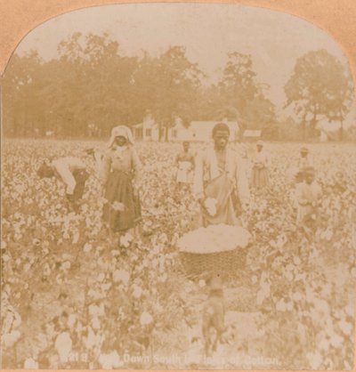 Puuvillan poiminta., c1900 tekijältä Unbekannt