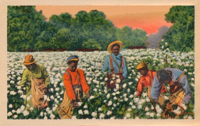 Cotton Picking, Augusta, Georgia, 1943 tekijältä Unbekannt