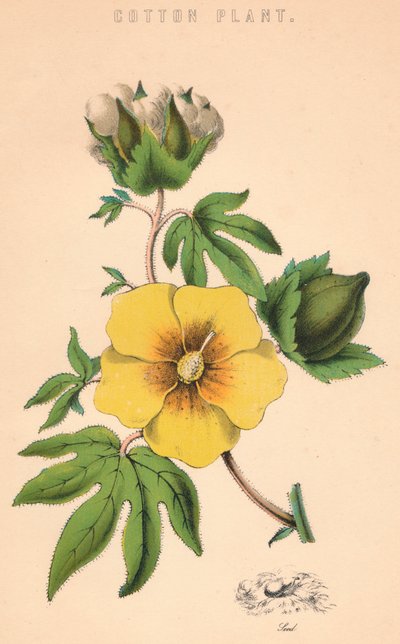 Puuvillatehdas, 1800-luku tekijältä Unbekannt