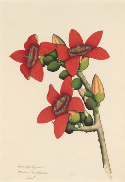 Cotton Tree Flowers, n. 1800-1805. tekijältä Unbekannt