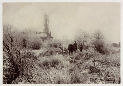 "Lehmät pakkasella", versio 1890 tekijältä Unbekannt