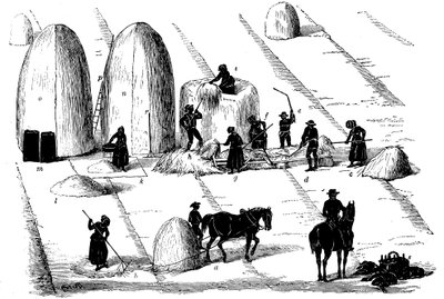 Viljelykierto: ruisruohon puinti siemeniä varten, 1855 tekijältä Unbekannt