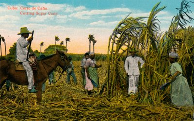 Kuuba: Corte de Cana. Sokeriruo