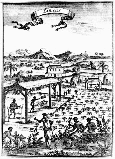 Tupakan viljely ja parantaminen Länsi-Intiassa orjatyövoimalla, 1686 tekijältä Unbekannt