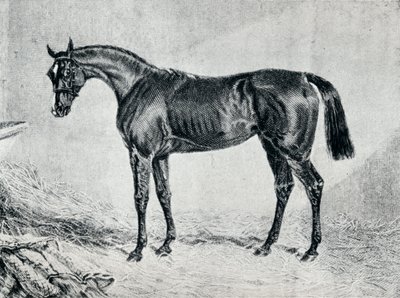Cyprianus, 1800-luku, 1911 tekijältä Unbekannt