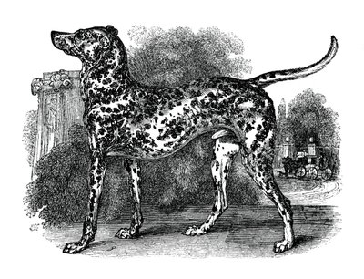 Dalmatialainen koira, 1848 tekijältä Unbekannt
