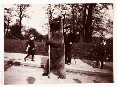 Tanssiva karhu, n 1905 tekijältä Unbekannt