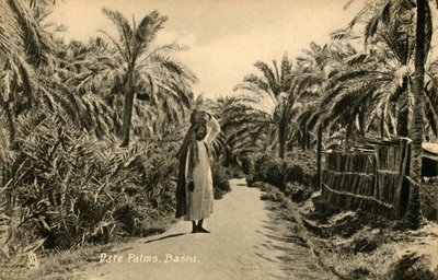 Date Palms, Basra, c1918-c1939. tekijältä Unbekannt