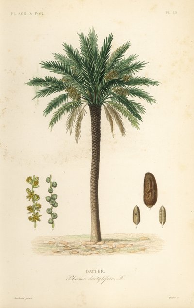 Taatelipalmu, Phoenix dactylifera, Dattier tekijältä Unbekannt