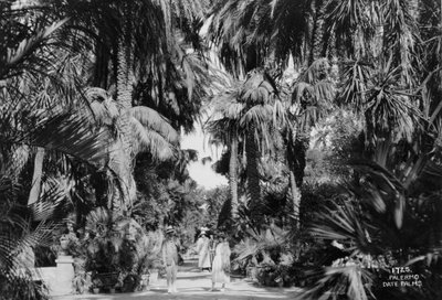 Taatelipalmut, Palermo, Sisilia, Italia, 1920-c1930-luku tekijältä Unbekannt