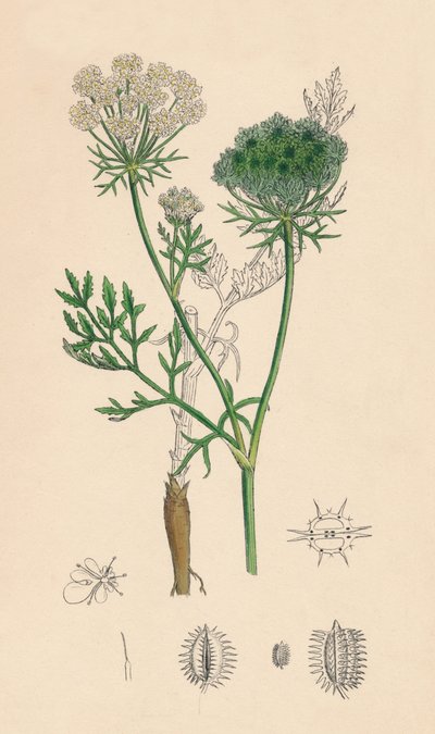 Daucus Carota. Villi porkkana, 1800-luku tekijältä Unbekannt