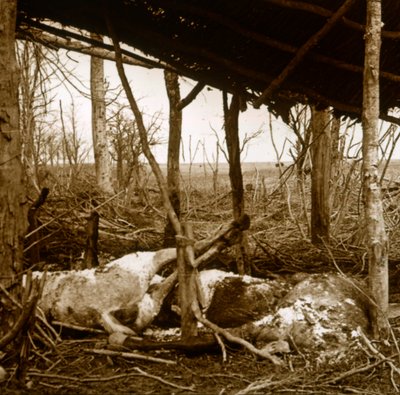 Kuolleet hevoset, Verdun, Pohjois-Ranska, c1914-c1918 tekijältä Unbekannt