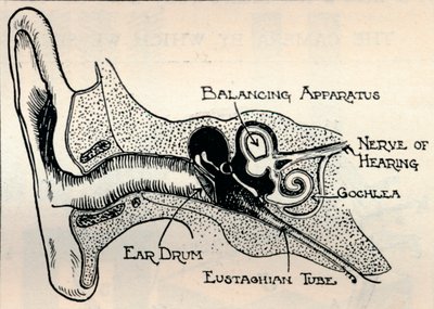 Delicate Mechanism of the Ear, n. 1934 tekijältä Unbekannt