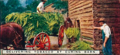 Tupakan toimittaminen Curing Barnissa, 1926 tekijältä Unbekannt