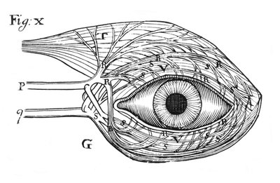 Descartesin idea hermojen hydraulisesta toiminnasta, 1692 tekijältä Unbekannt