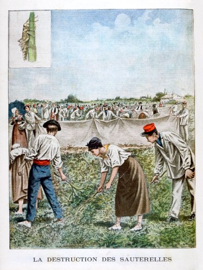 Heinäsirkan tuhoaminen, 1901 tekijältä Unbekannt