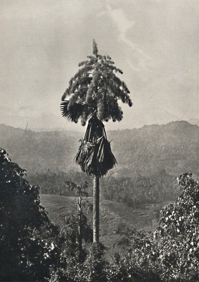 Talipot Palm Corypha umbraculifera kukassa, 1926 tekijältä Unbekannt