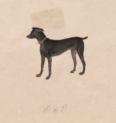 Koira, 1800-luku. tekijältä Unbekannt