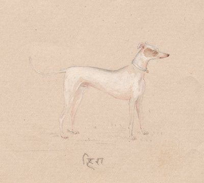 Koira, 1800-luku. tekijältä Unbekannt