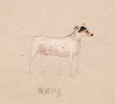 Koira, 1800-luku. tekijältä Unbekannt