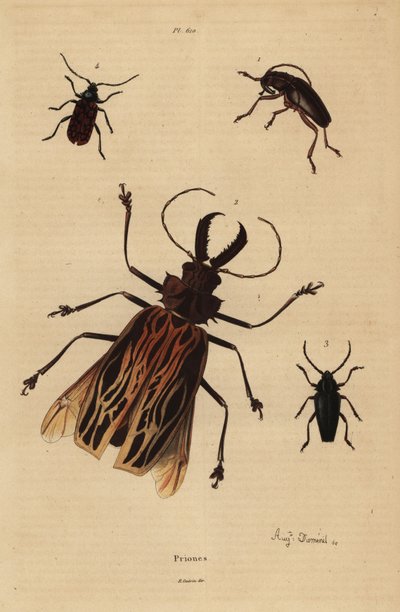 Dorysthenes paradoxus 1, Macrodontia cervicornis, haavoittuva 2, Elateropsis lineatus 3 ja Prionus versicolor 4 tekijältä Unbekannt
