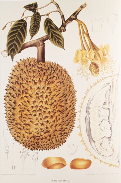 Durio zibethinus/Durian/durion tekijältä Unbekannt