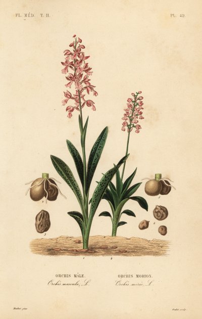 Varhainen violetti orkidea, urosorkidea, urosorkidea ja vihreäsiipinen orkidea, Anacamptis morio, orchis morion tekijältä Unbekannt