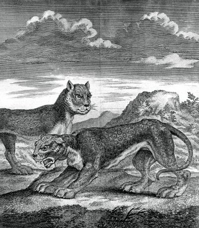 Itä-Intian leopardi, 1750 tekijältä Unbekannt