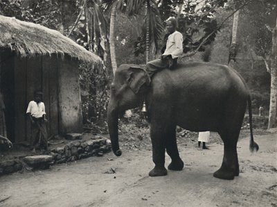 Elefantti polulla lähellä Kandyä, 1926 tekijältä Unbekannt