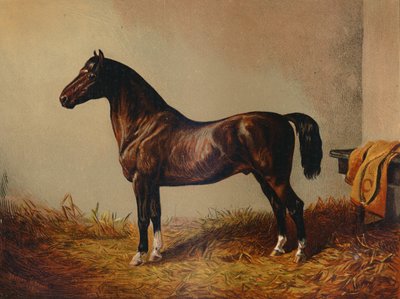 Koko Pony Hack Don Carlos, c1897. tekijältä Unbekannt