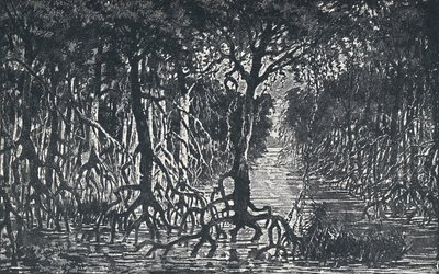 Päiväntasaajan Afrikan metsä, 1924 tekijältä Unbekannt